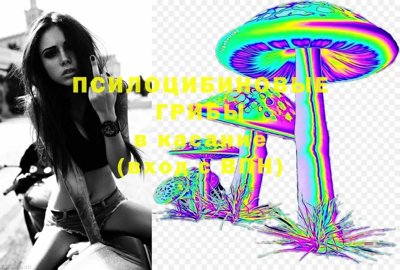 Галлюциногенные грибы Psilocybe  Ковров 